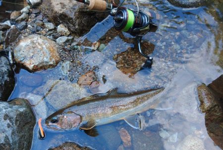 真夏の山でイワナ釣り ～九頭竜川水系～